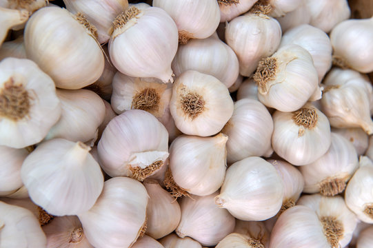 Garlic Image 2
