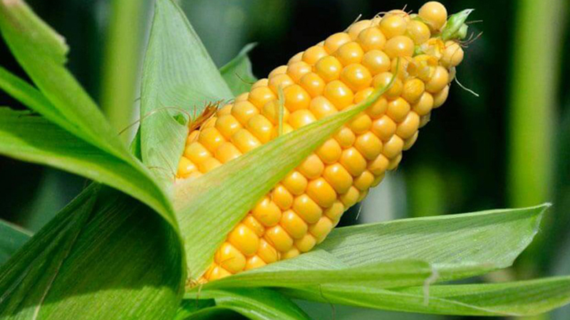 Yellow Maize