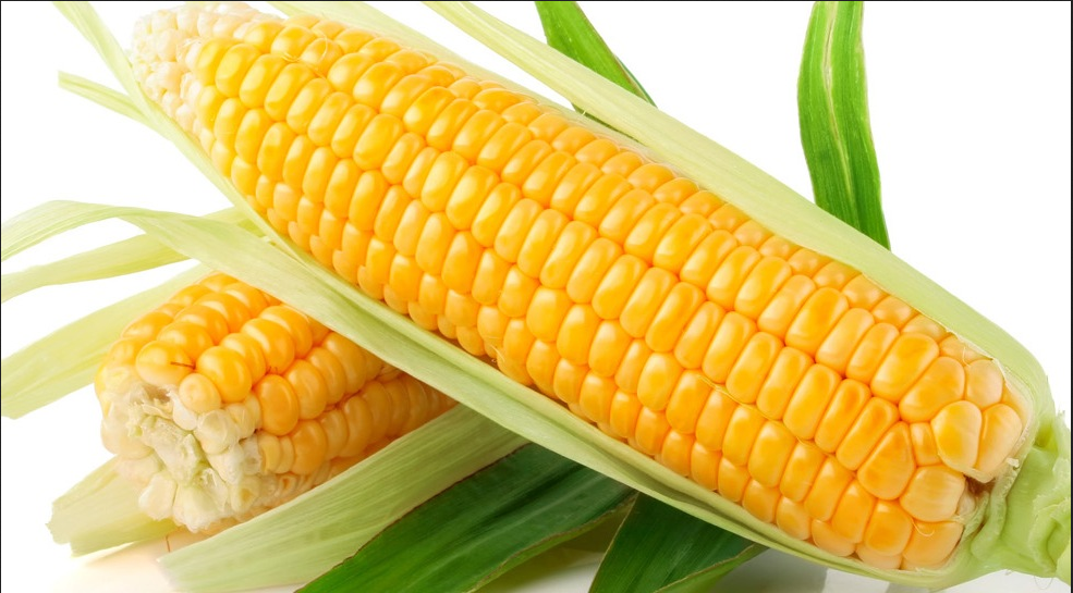 Yellow Maize Image 2
